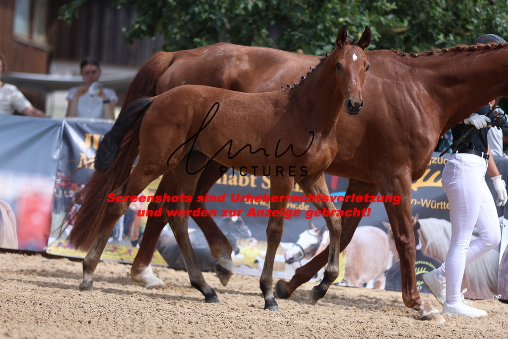 Fohlenschau_Schwäbisch_Hall_dressurbetonte_Fohlen_KN 6_19 | lmwpictures - Realisiert mit Pictrs.com