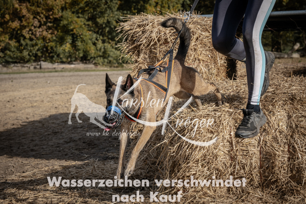 1201_ZZ93433 | kk-dogfotos