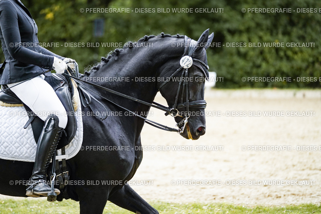 DSC02226 | Pferdegrafie