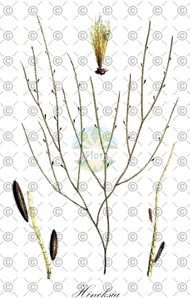 HistAbb_wfo-0000982478_1_ENZY_Simple | Historische Abbildung von Hincksia - Acinetosporaceae (0) | Historical Illustration of Hincksia - Acinetosporaceae (0)