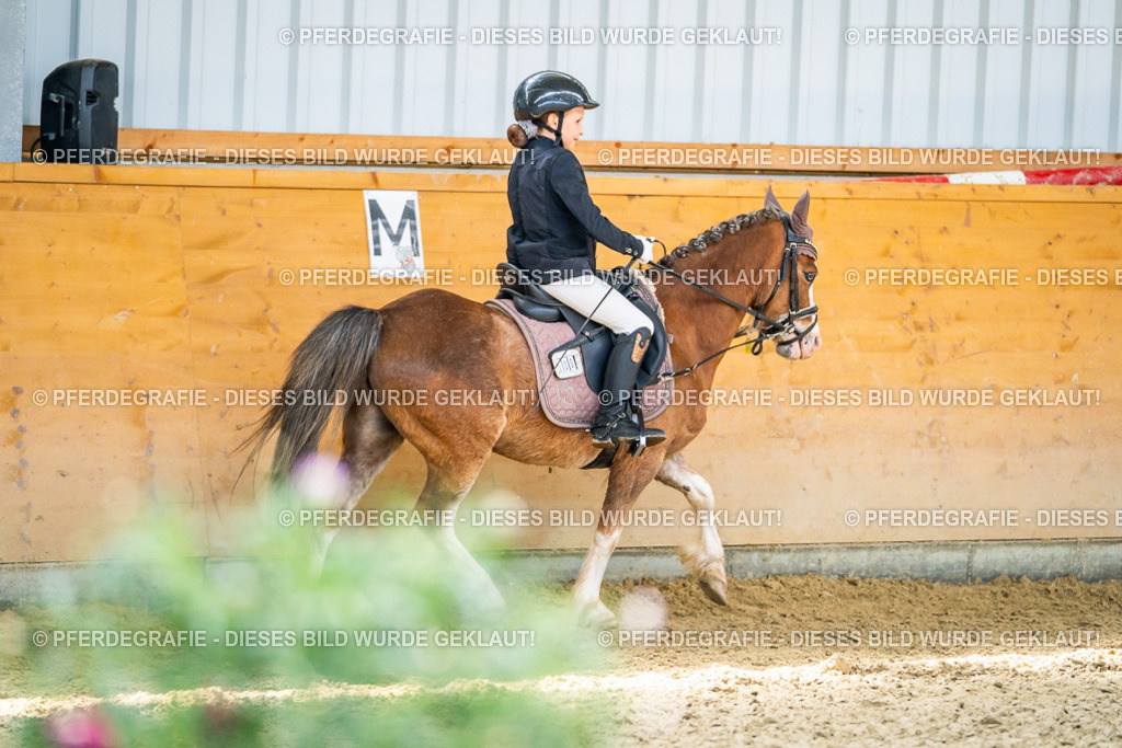 DSC02923 | Pferdegrafie