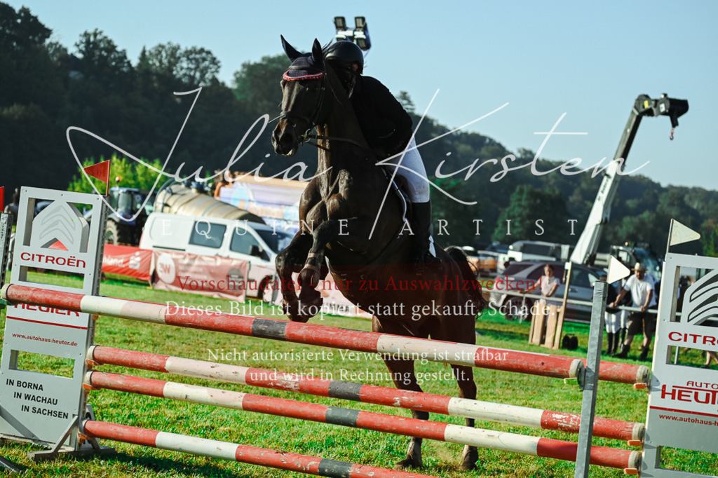 DSC_4399 | Pferde- und Turnierfotografie in Westsachsen. Pferdeportraits, Auftragszeichnungen und intuitive Kunst.
