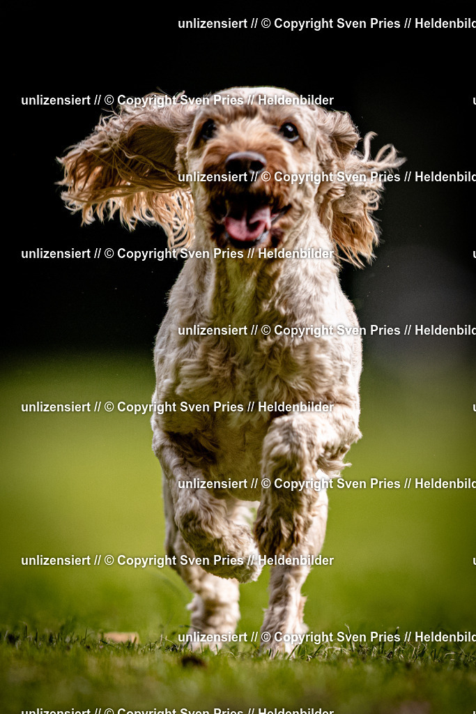 Sven Pries | 2025-10-03 - Hunderennen Obergrombach - Realisiert mit Pictrs.com