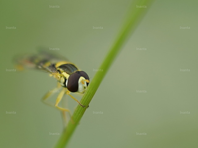 Gemeine Langbauchschwebfliege (Sphaerophoria scripta) | Die Gemeine Langbauchschwebfliege (Sphaerophoria scripta), auch Gemeine Stiftschwebfliege genannt, ist eine 9–12 mm große, schlanke Schwebfliege mit gelb-schwarzer Zeichnung. Sie gehört zur Familie der Schwebfliegen und wird häufig auf Blüten und in Wiesen beobachtet. –  – The Long Hoverfly (Sphaerophoria scripta), also known as the Common Long-bodied Hoverfly, is a 9–12 mm slender hoverfly with yellow and black markings. It belongs to the hoverfly family and is commonly seen on flowers and in meadows. - Realisiert mit Pictrs.com