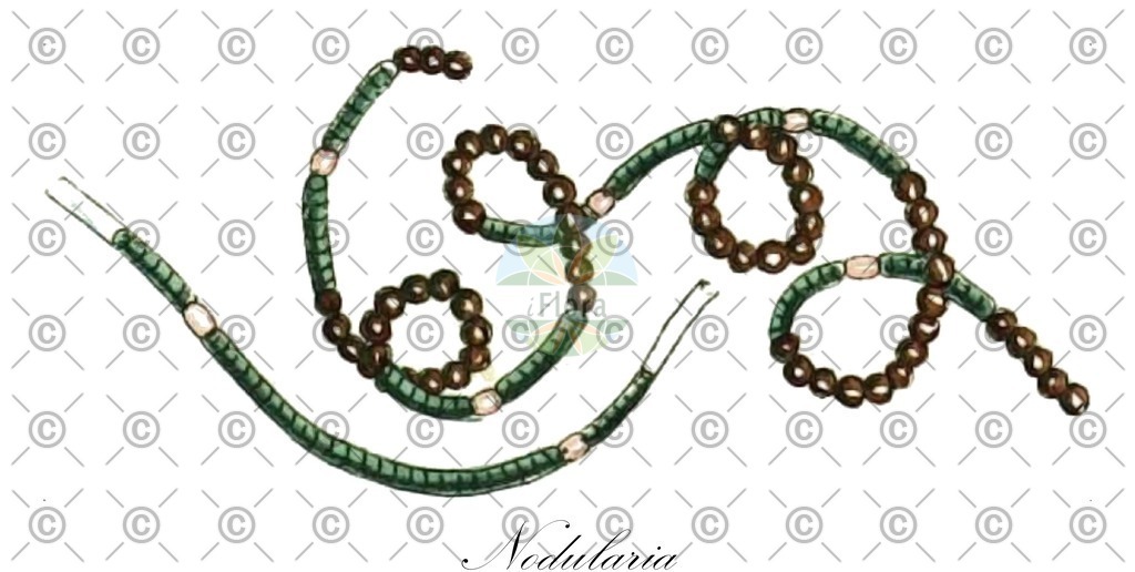 HistAbb_64N5_2_ENZY_Simple | Historische Abbildung von Nodularia - Microchaetaceae (0) | Historical Illustration of Nodularia - Microchaetaceae (0)