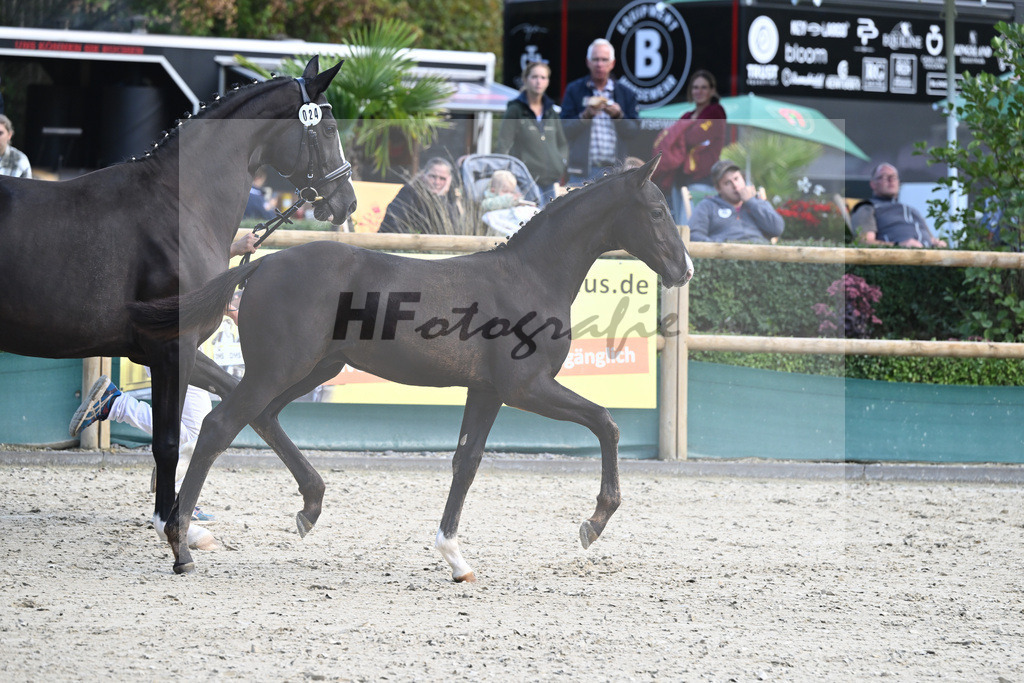 Fohlenauktion Next Chance_49220299 | hf-fotografie - Realisiert mit Pictrs.com