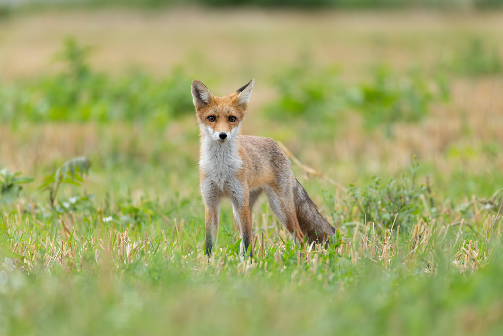 Der Fuchs | Der Rotfuchs (Vulpes vulpes) ist das am weitesten verbreitete Raubtier in Mitteleuropa und hat sich dank seiner erstaunlichen Anpassungsfähigkeit in nahezu allen Lebensräumen etabliert, von dichten Wäldern bis hin zu städtischen Gebieten. Er gehört zur Familie der Hundeartigen, weist aber mit seinen schlitzförmigen Pupillen und der Art, wie er mit seiner Beute spielt, auch katzenartige Züge auf. Der Fuchs ist ein geschickter Jäger und wird nicht umsonst als „schlau wie ein Fuchs“ bezeichnet. - Realisiert mit Pictrs.com