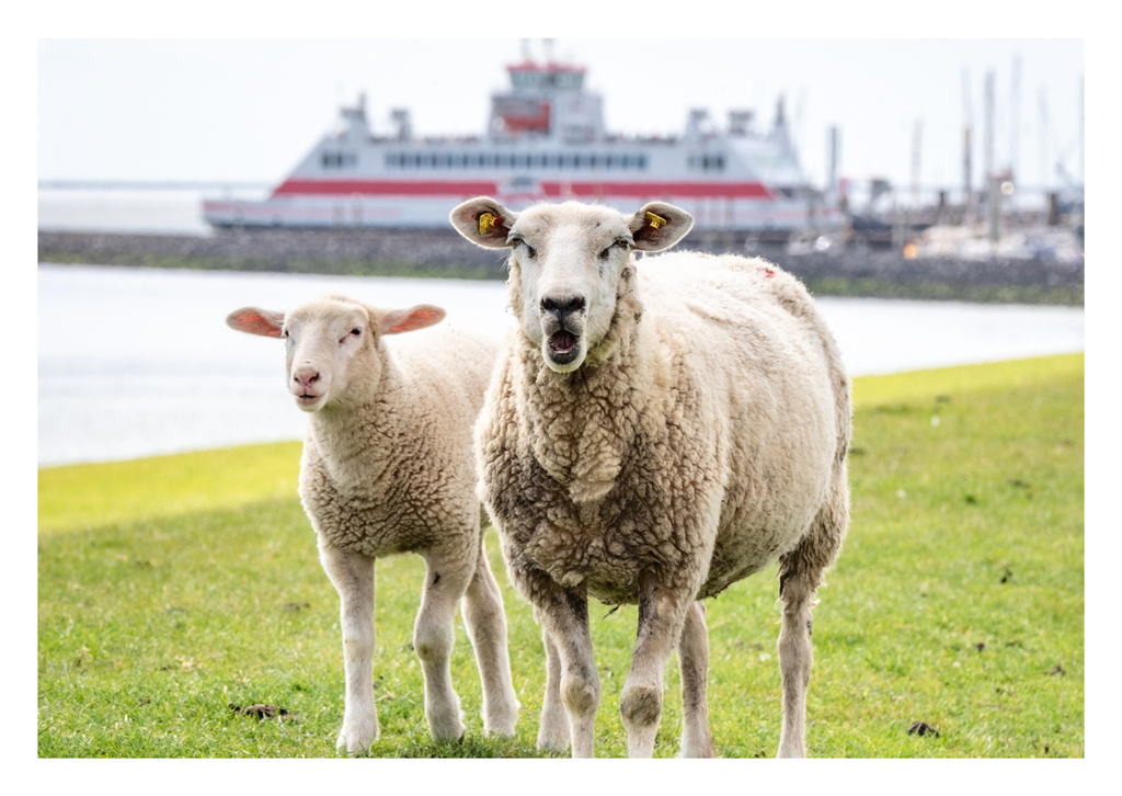 Motiv 3 | Eilun-Art-Fotografie Levke Martens, ihre Fotografin für Immobilien- und Landschaftsfotografie auf Föhr, Föhrer Motive als Poster, Leinwand, hinter Acrylglas oder stelle dir deinen eigenen Monatskalender zusammen, mit nur einem Klick