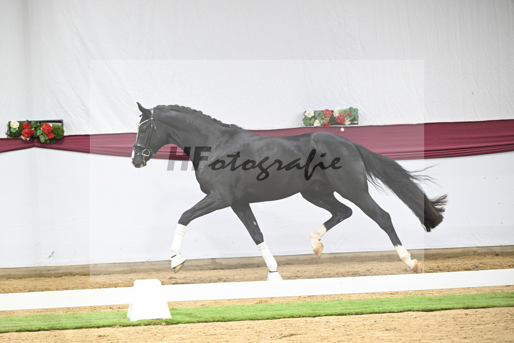 Kat-Nr. 130 Don Romance x Christ_Corinna Raedecke_47254102 | hf-fotografie - Realisiert mit Pictrs.com