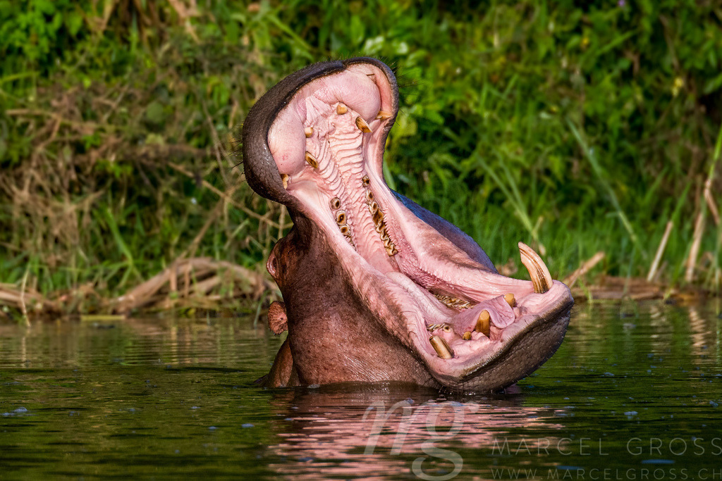 giant mouth of a hippo in Kazinga Channel, Uganda | Die ideale Geschenkidee für Naturliebhaber. Naturbilder von Marcel Gross Photography für ihr Zuhause in den verschiedensten Formaten und Materialien. - Realisiert mit Pictrs.com