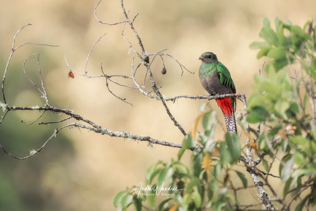 Im grünen Mantel | Andre Wandrei - Nature Artworx - Realisiert mit Pictrs.com