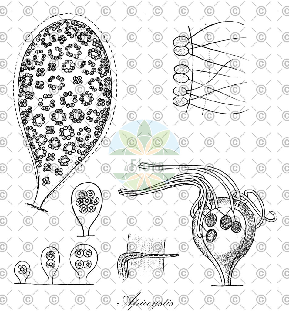 HistAbb_YMG_2_ENZY_Simple | Historische Abbildung von Apiocystis - Tetrasporaceae (0) | Historical Illustration of Apiocystis - Tetrasporaceae (0)