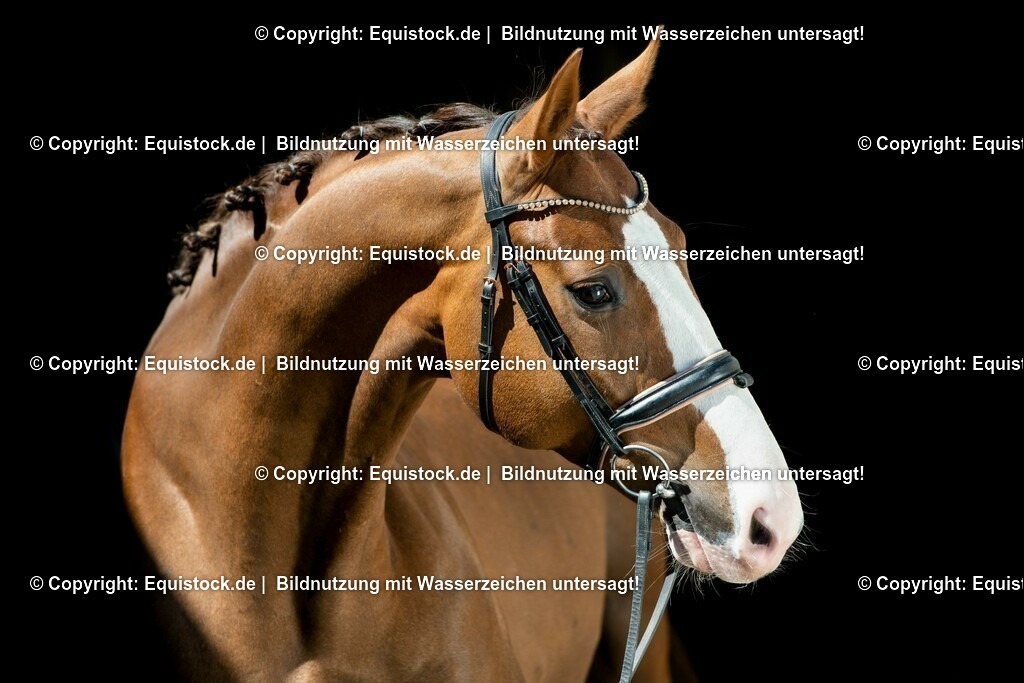 20210531_Warmblut-im-Portrait_0009 | Foto: Thomas Hartig