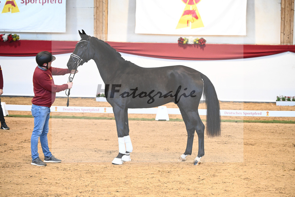 Kat-Nr. 3 Bellany x Florestan I_Schulze-Averdiek_43231644 | hf-fotografie - Realisiert mit Pictrs.com