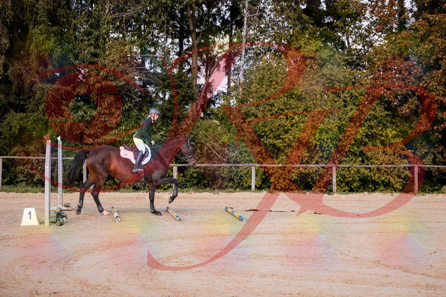 2026_10_03_Siefer-Hof_143955_Z81_10273104 | Professionelle Reitsport-, Turnier- und Eventfotografie von Robert Broda. Galerien mit ausgewählten und bearbeiteten Bildern direkt online ansehen und bestellen.