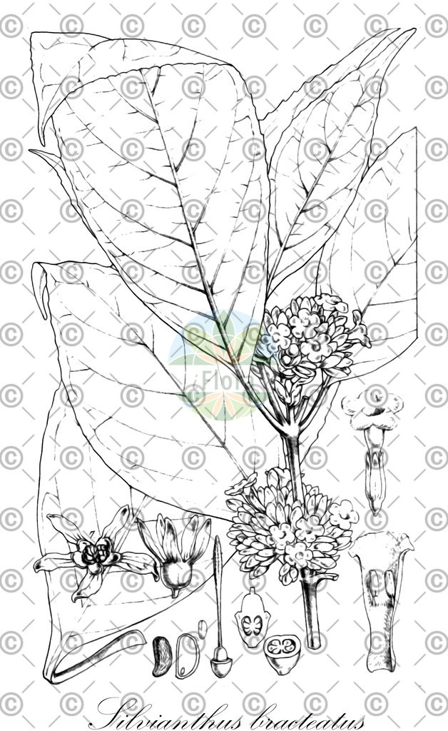 HistAbb_wfo-0000492085_1_ENZY_Simple | Historische Abbildung von Silvianthus bracteatus - Carlemanniaceae | Historical Illustration of Silvianthus bracteatus - Carlemanniaceae