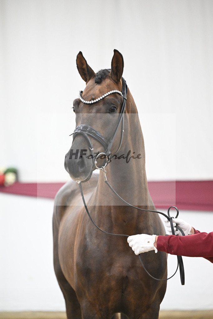 Kat-Nr. 63 Feliciano x Don Martillo_Michaela Rupp_47252402 | hf-fotografie - Realisiert mit Pictrs.com