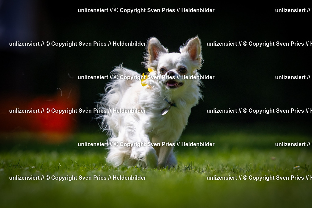 Sven Pries | 2025-08-10 - Hunderennen Durlach - Realisiert mit Pictrs.com