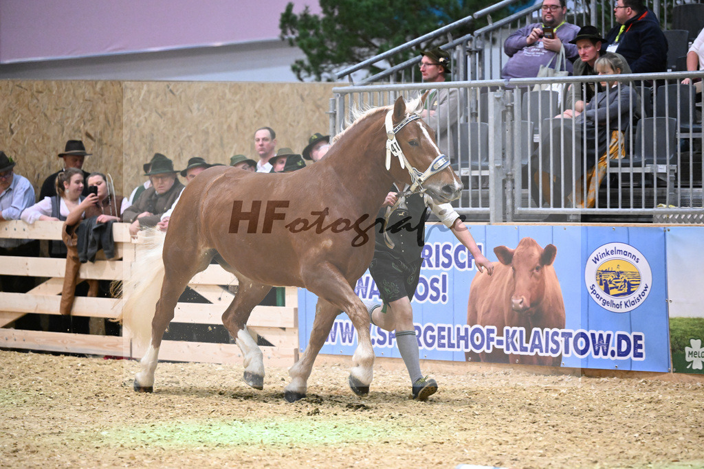 Kat-Nr. 41 Elite S v. Vegas_Schelle_1260594 | hf-fotografie - Realisiert mit Pictrs.com