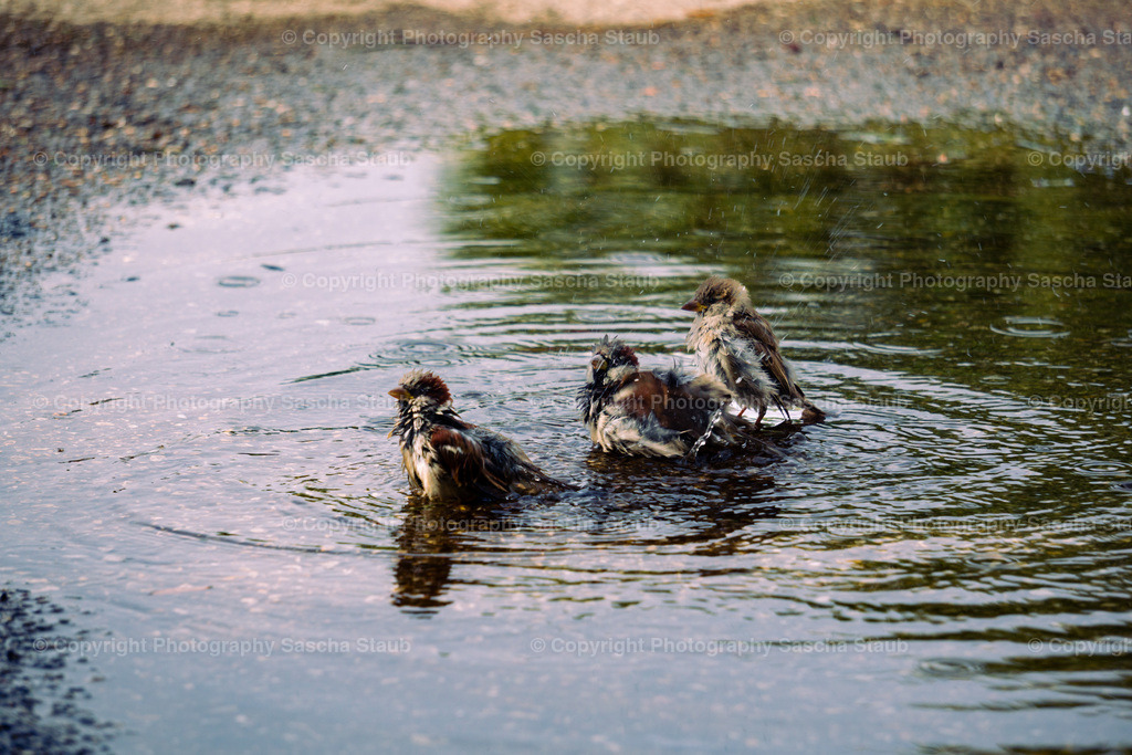 Spatzen beim spielen in einer Pfütze | Willkommen im Shop von Photography Sascha Staub. Hier findest du alle Fotos und Medieninhalten von Sascha Staub. In diesem Shop kannst du Lizenzen zu den Fotos, Drucke und Gutscheine für den Shop erwerben.  - Realisiert mit Pictrs.com