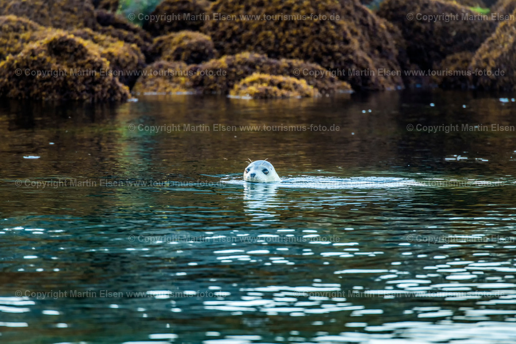Helgoland Robbe_ELS_3643030818 | Helgoland - Aufnahmedatum: 03.08.2018, Aufnahmehöhe:  m, Koordinaten:  - , Bildgröße: 7396 x  4931 Pixel - Copyright 2018 by Martin Elsen, Kontakt: Tel.: +49 157 74581206, E-Mail: info@schoenes-foto.deSchlagwörter:Schleswig-Holstein,Landkreis Pinneberg,Düne,Hochseeinsel,Börteboote,Meer,Küste,Halunder,Oberland,Unterland,Strand,Seehunde,Robben,Lange Anna,Felsen,Roter Felsen,Luftbild,Luftbilder,Bastölpel - Realisiert mit Pictrs.com
