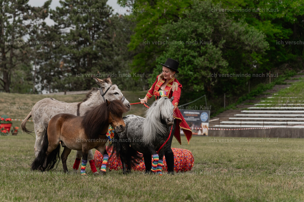 Showprogramm-259 | working equitationturnier fotograf videograf stoibphotography marixx film working equitation deutschland reitsport turnierfotografie eventfotografie equestrian events