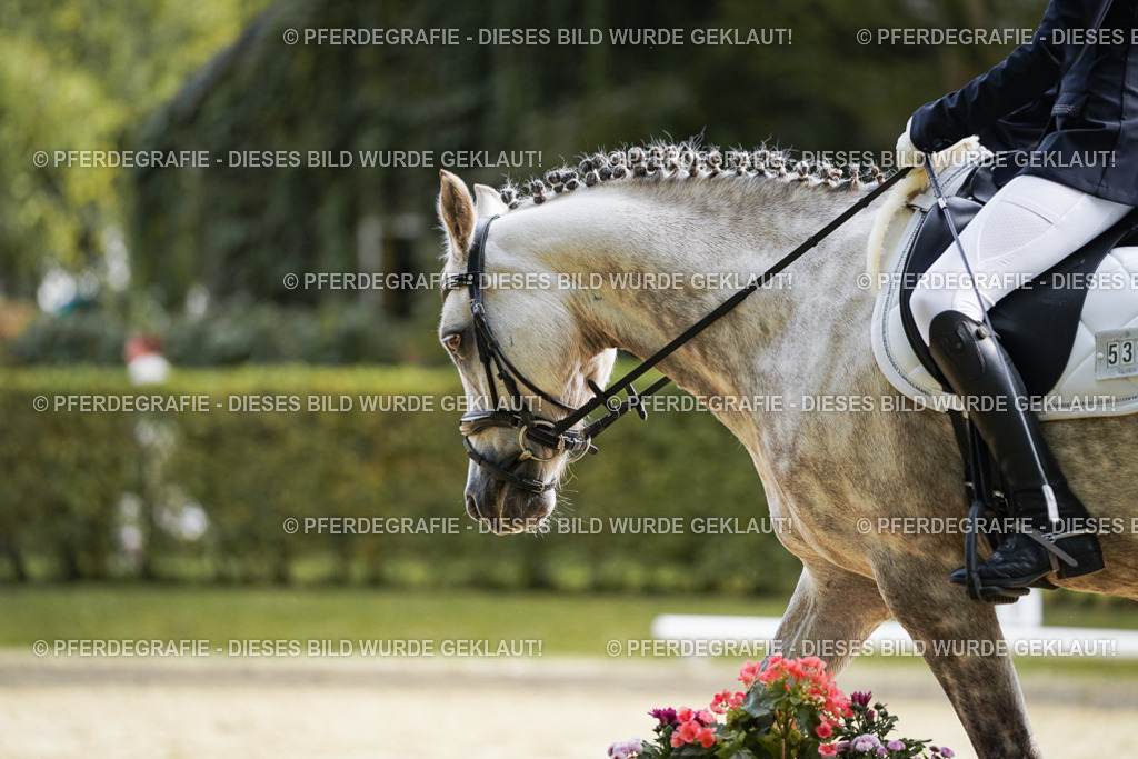 DSC04834 | Pferdegrafie