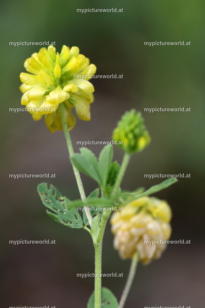 Gold-Klee-001 | Das Bilderarchiv über Tiere, Planzen und Landschaften. In der Bilddatenbank finden Sie ein große Auswahl an hochwertigen Bilder für Ihre Werbung - Realized with Pictrs.com