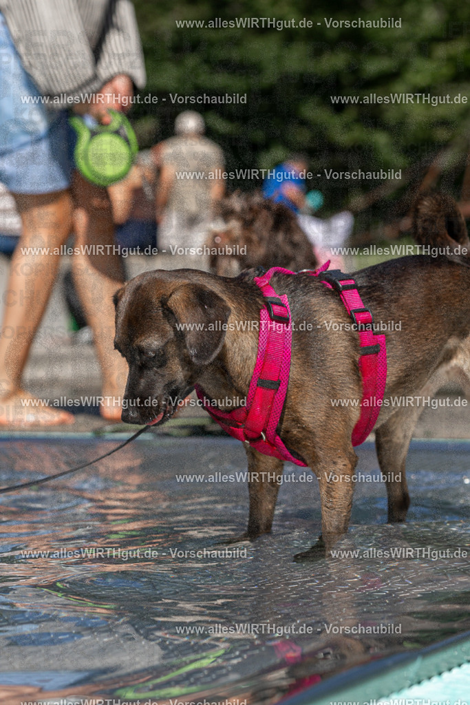 Hundeschwimmen_Volksbad_2026-allesWIRTHgut_Tierfotografie-2609061308-FAY06671 | Professionelle Tierfotografie in Mönchengladbach von Daniel Wirth (allesWIRTHgut). Liebevolle & natürliche Bilder von Hunden & Katzen für unvergessliche Erinnerungen.