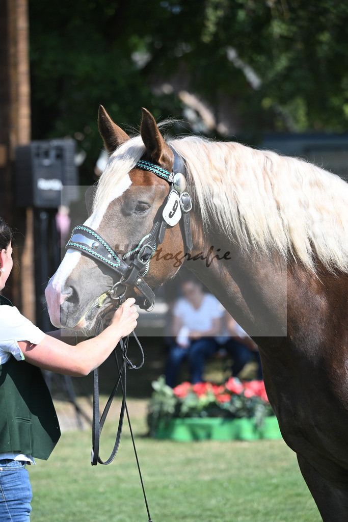 Kat-Nr. 9 Finja_Gerg_20230123 | hf-fotografie - Realisiert mit Pictrs.com