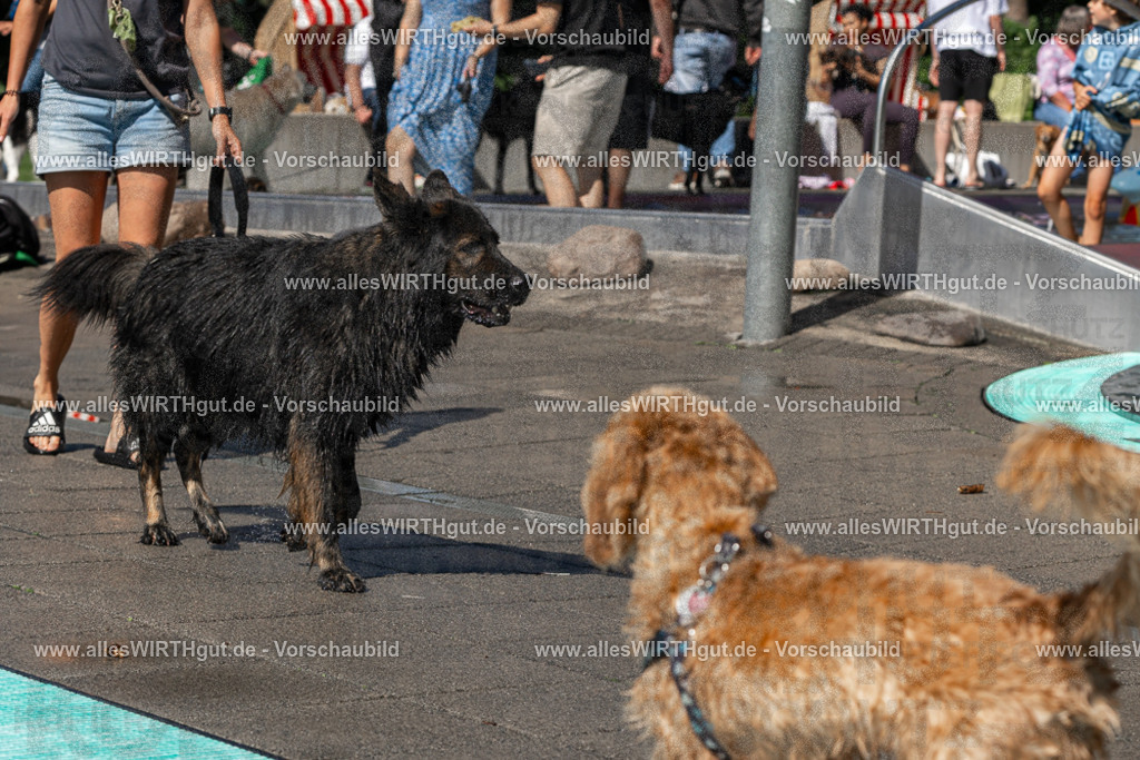 Hundeschwimmen_Volksbad_2026-allesWIRTHgut_Tierfotografie-2609061327-FAY06759 | Professionelle Tierfotografie in Mönchengladbach von Daniel Wirth (allesWIRTHgut). Liebevolle & natürliche Bilder von Hunden & Katzen für unvergessliche Erinnerungen.