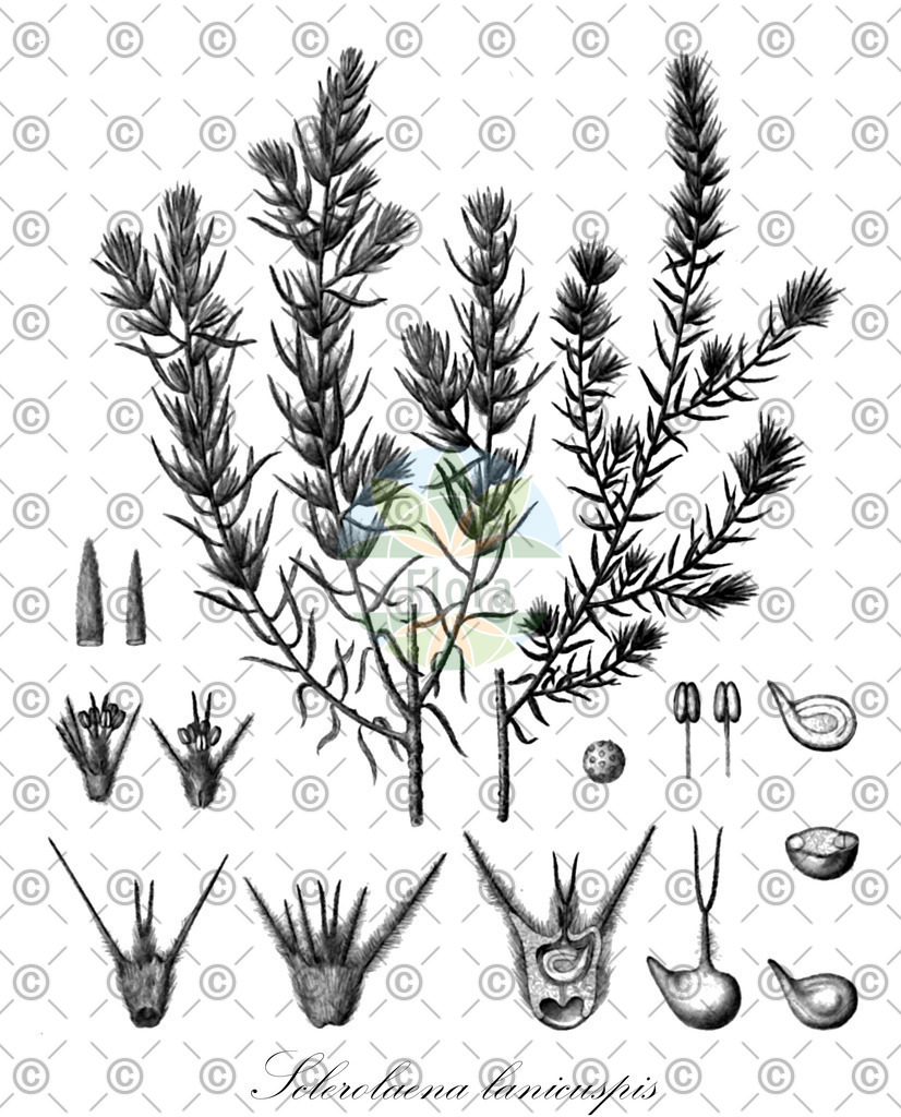 HistAbb_wfo-0001025502_1_ENZY_Simple | Historische Abbildung von Sclerolaena lanicuspis - Amaranthaceae | Historical Illustration of Sclerolaena lanicuspis - Amaranthaceae