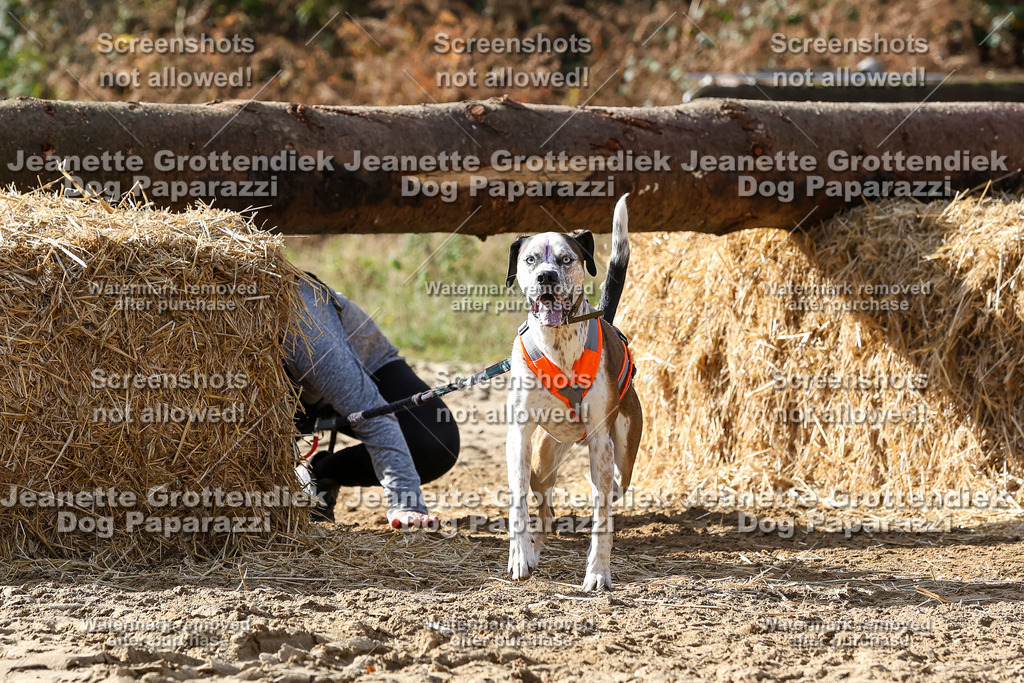 Dog Paparazzi - Strongdog 10-25-5613 | Dog Paparazzi Jeanette Grottendiek Fotografie & Videografie - Realisiert mit Pictrs.com