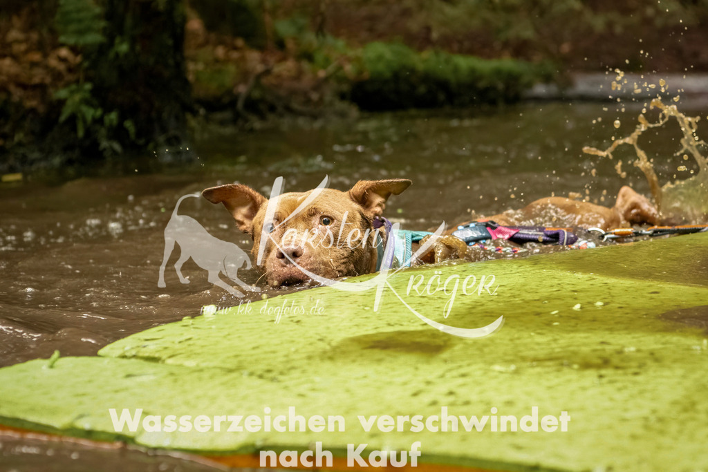 1220_ZZ94017-Bearbeitet | kk-dogfotos