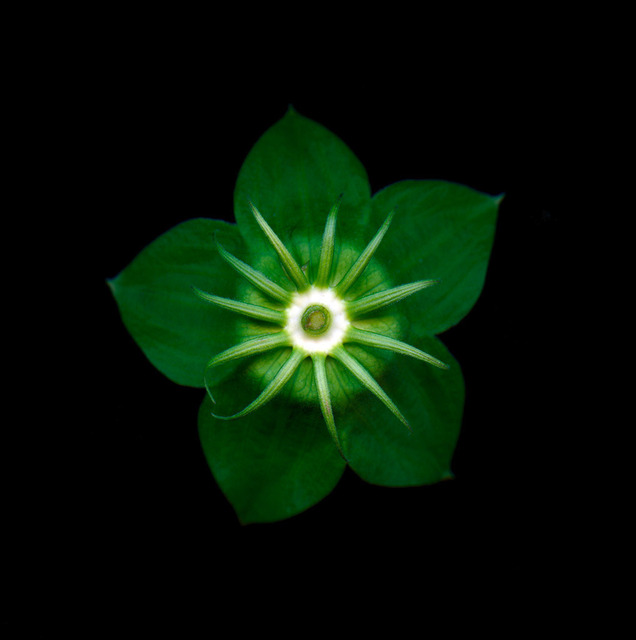 Hibiskus / Eibisch | Roseneibischs als fünf Fruchtblätter zu einem Fruchtknoten verwachsen sind und von hinten aufgenommen.  - Realisiert mit Pictrs.com