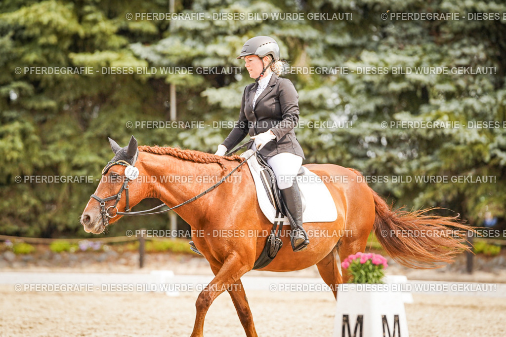 DSC02046 | Pferdegrafie