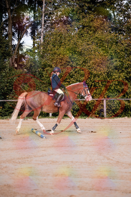 2026_10_03_Siefer-Hof_144418_Z81_17993876 | Professionelle Reitsport-, Turnier- und Eventfotografie von Robert Broda. Galerien mit ausgewählten und bearbeiteten Bildern direkt online ansehen und bestellen.