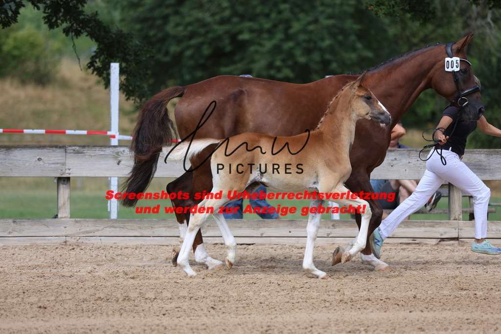 Fohlenschau_Schwäbisch_Hall_dressurbetonte_Fohlen_KN 5_3 | lmwpictures - Realisiert mit Pictrs.com