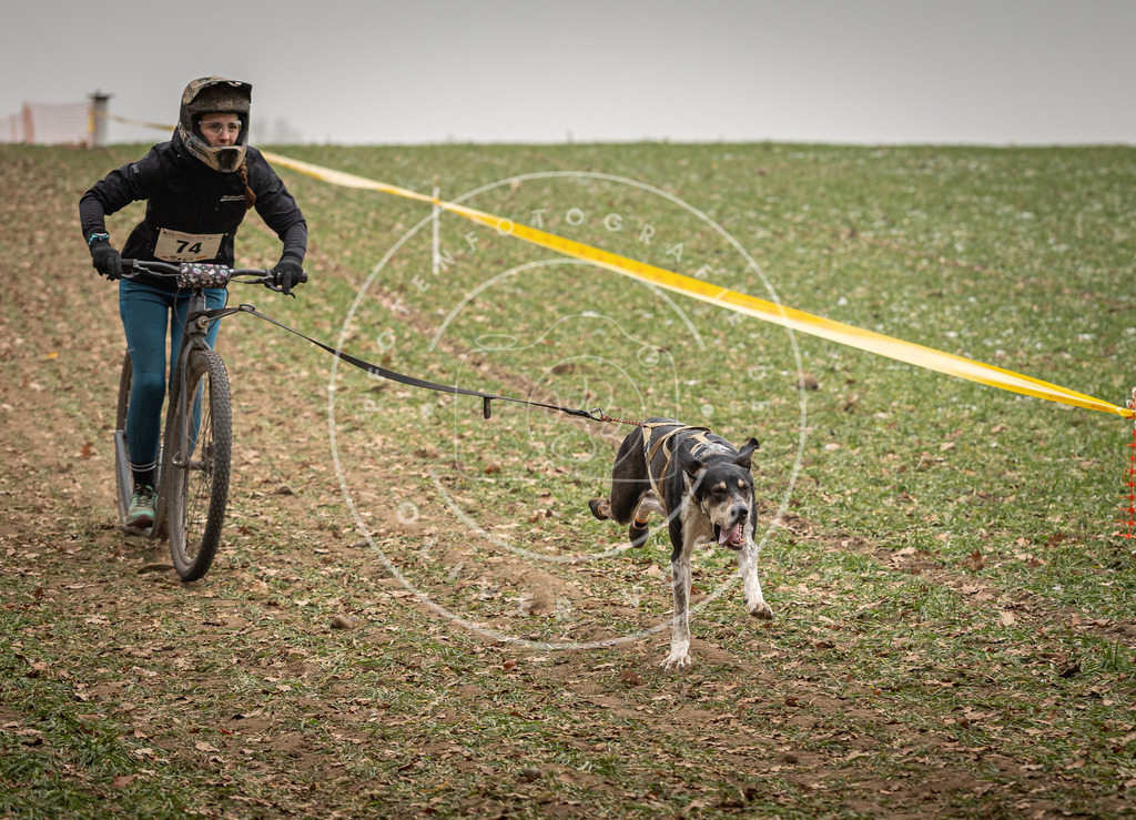 Pfotenfotografie_DV3A3679 | Hundefotografie, Tierfotograf, Pfotenfotografie, Fotoshooting Hund, Hunde Portrait, Hundesport, Hundeportraits, Heideshooting, Hunde, Sportfotograf, Hundefotograf, Turnierhundsport, THS,  - Realisiert mit Pictrs.com