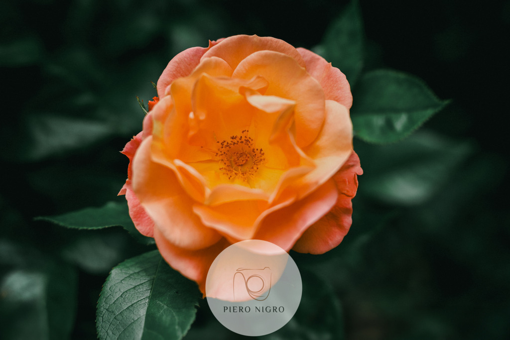 20220604-14-01-57-0406022_Portoroz_orange_apricot-3570_Final | Galleria Dei Moment - Fotografie D' Arte | Wallart | Fotokunst - Realisiert mit Pictrs.com