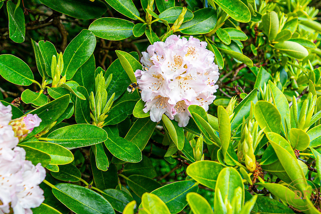 20250511-_1DS0568 | Geschenke, Wandbilder und Accessoires mit Motiven aus Dresden und anderen schönen Orten zur Verschönerung Deines zu Hauses und zum verschenken gewünscht? Wähle Deine Lieblingsbild auf dem Produkt Deiner Wahl. 