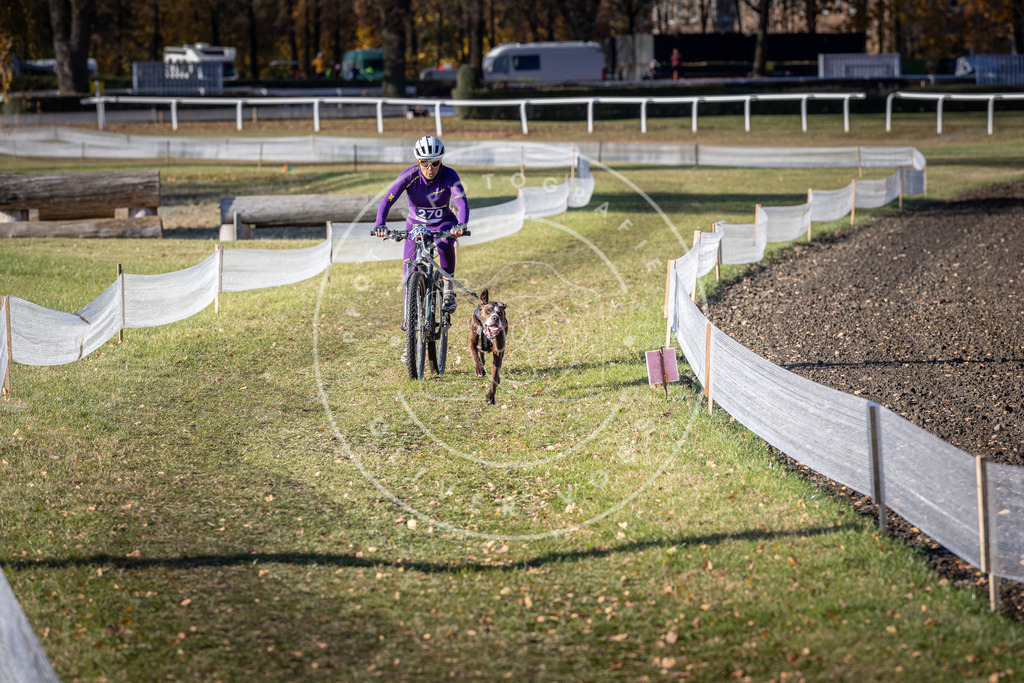 CaniXpix_DV3A5140 | Hundefotografie, Tierfotograf, Pfotenfotografie, Fotoshooting Hund, Hunde Portrait, Hundesport, Hundeportraits, Heideshooting, Hunde, Sportfotograf, Hundefotograf, Turnierhundsport, THS,  - Realisiert mit Pictrs.com