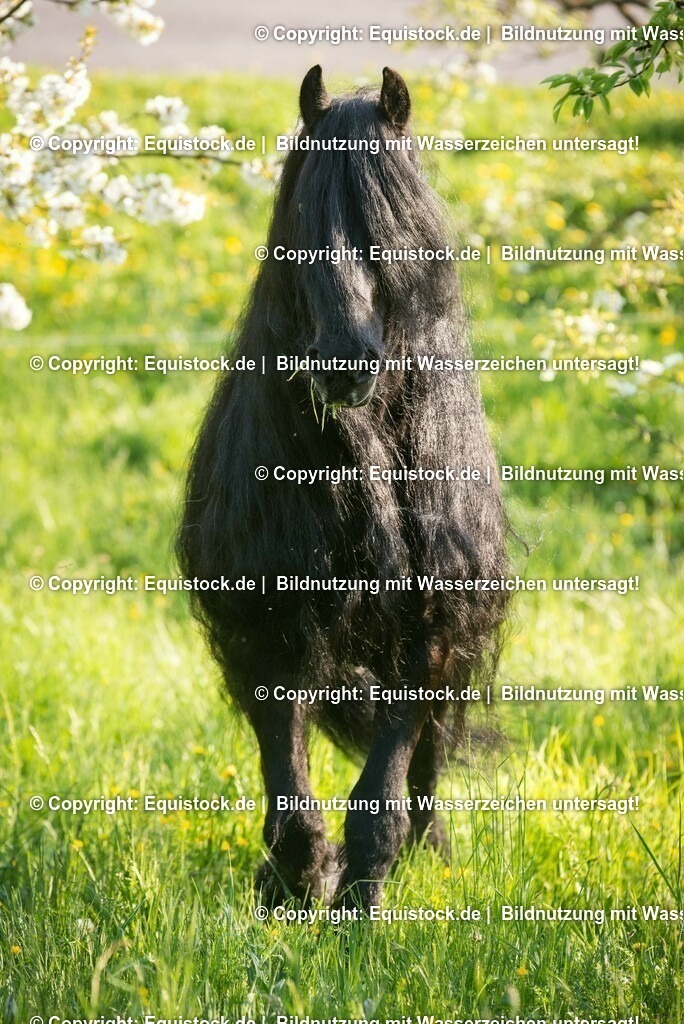 20150423_TOMsPiC_0107 | equistock