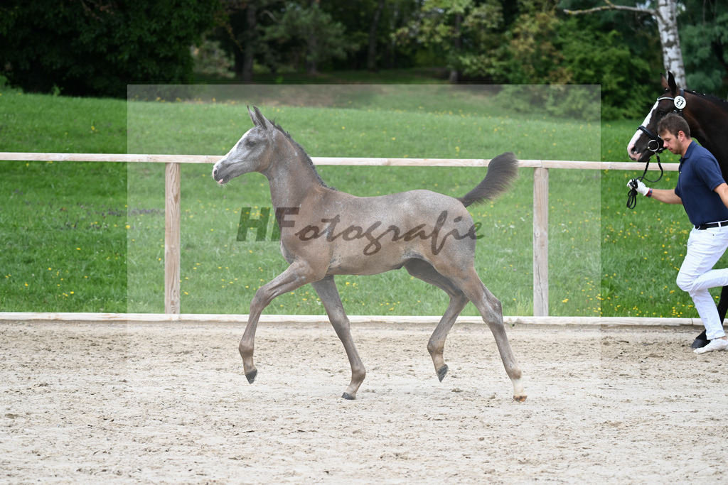 Kat-Nr. 27 SF Arezzo Man_Schwarz GbR_25230720 | hf-fotografie - Realisiert mit Pictrs.com