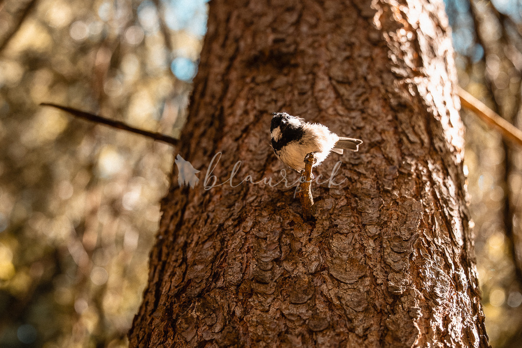 _01A5560 | Sportbilder, Sportfotograf, Hochzeits- und Eventfotografin, Flugshows, Portraits und Tiershooting, Aviation, Downhill, Nationalleague, Swissleague, International