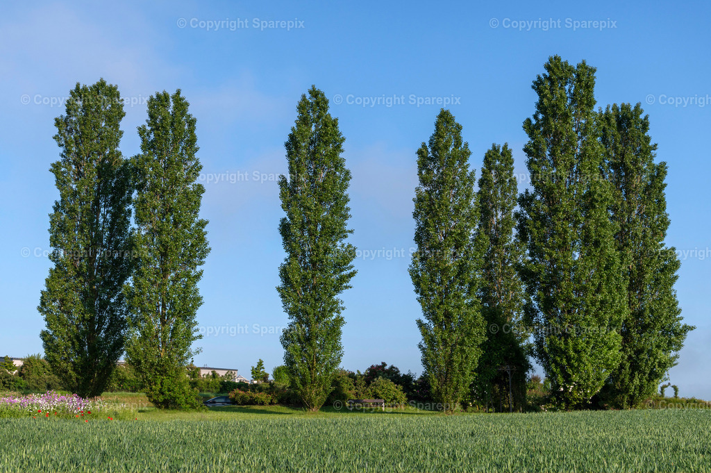 PAR_Green_Trees9 | sparepix - Realisiert mit Pictrs.com