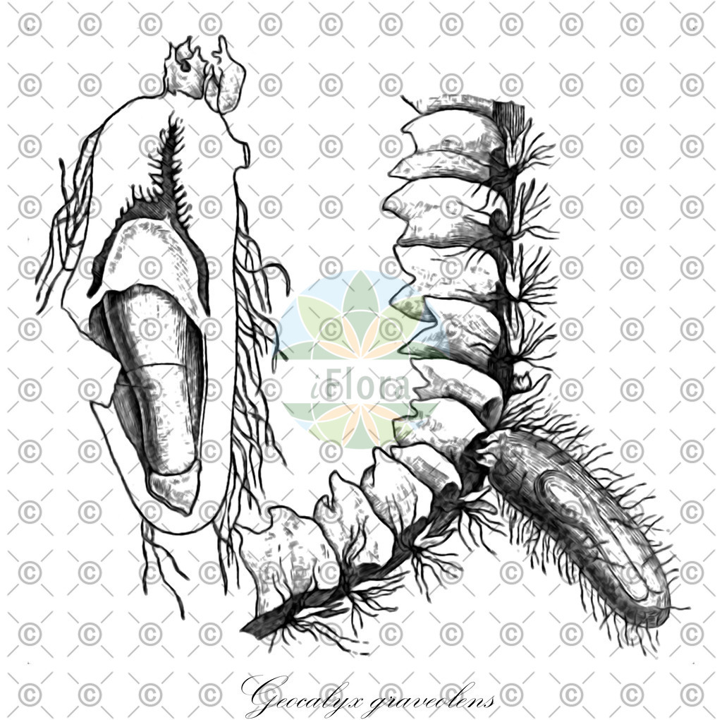 HistAbb_EMP_107559_1_SIMPLE | Historische Abbildung von Geocalyx graveolens - Geocalycaceae | Historical Illustration of Geocalyx graveolens - Geocalycaceae