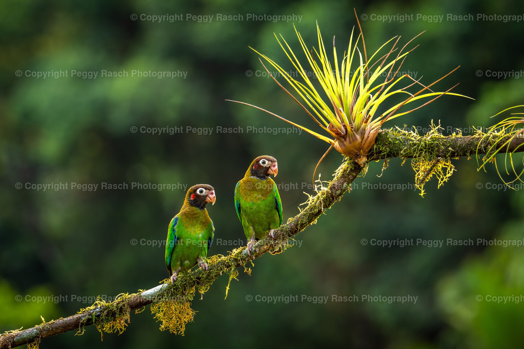 Costa Rica verschiedenes (8) | PeggyRaschPhotography - Realisiert mit Pictrs.com