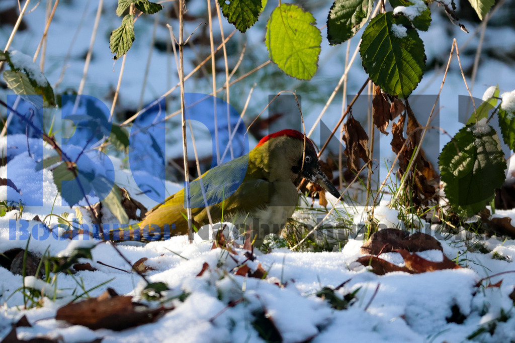 Gruener Specht {date} -  | {headline}



(Foto: Sebastian Sendlak / BOND)

 - Realisiert mit Pictrs.com