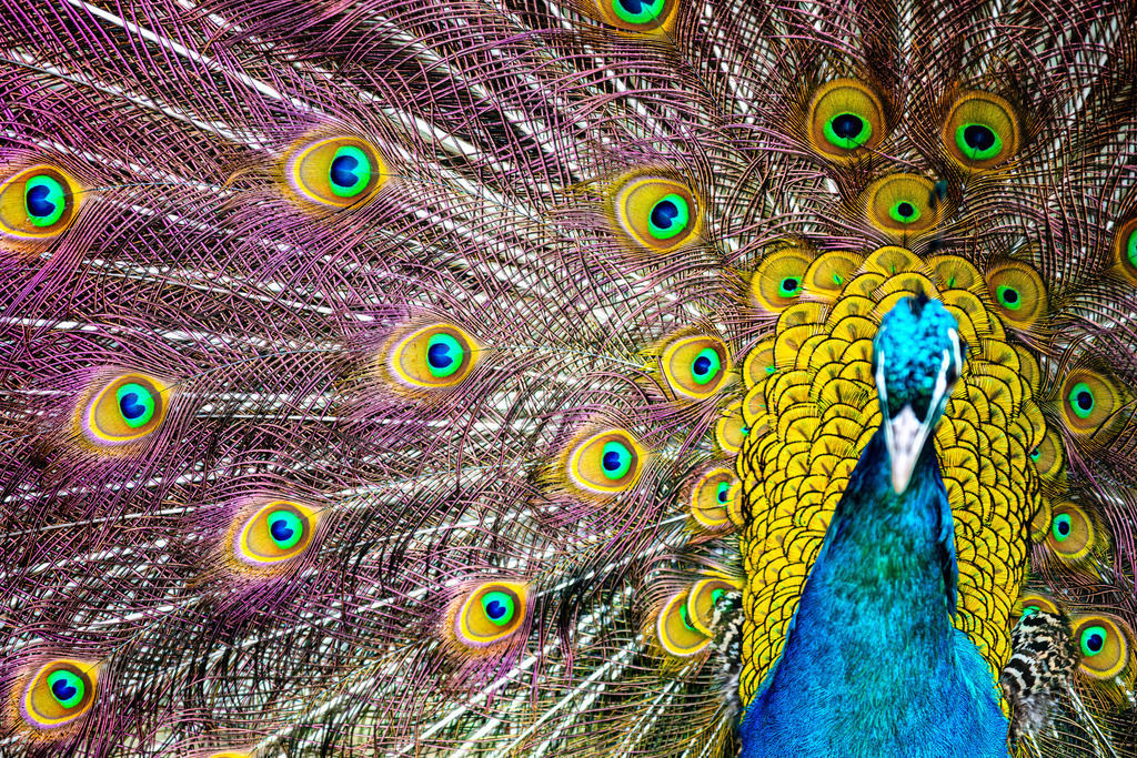 Blauer Pfau | Ein blauer Pfau, der seine Federpracht präsentiert.